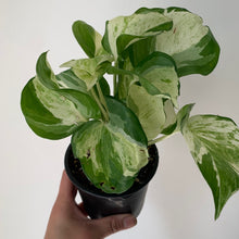 Load image into Gallery viewer, Pothos &quot;Manjula&quot; 3.5”pot

