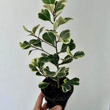 Load image into Gallery viewer, Ficus Triangularis Variegata 3.5” pot
