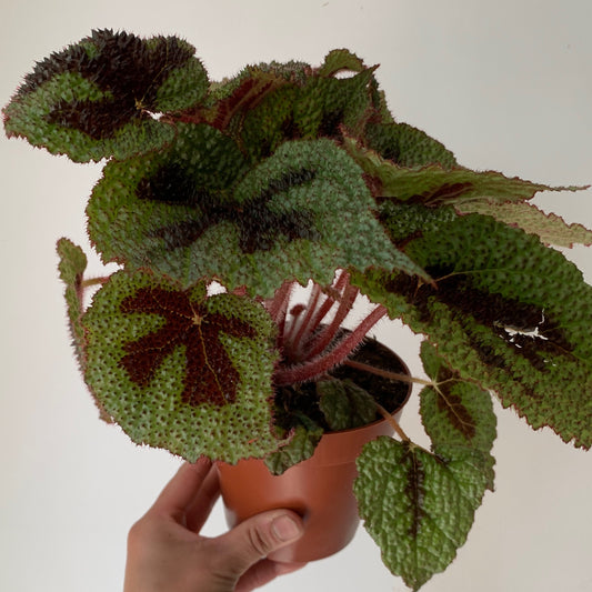 Begonia masoniana"Iron Cross” 4”pot