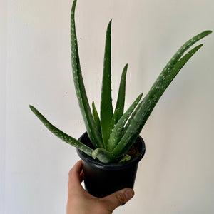 Aloe Vera 3.5” pot