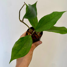 Load image into Gallery viewer, Hoya “Jennifer” (Incrassata x Finlaysonii) 3” pot
