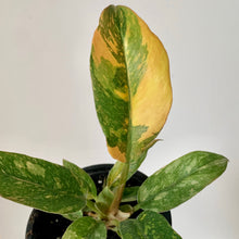 Load image into Gallery viewer, Philodendron &quot;Ring of Fire&quot; “3.5&quot; pot
