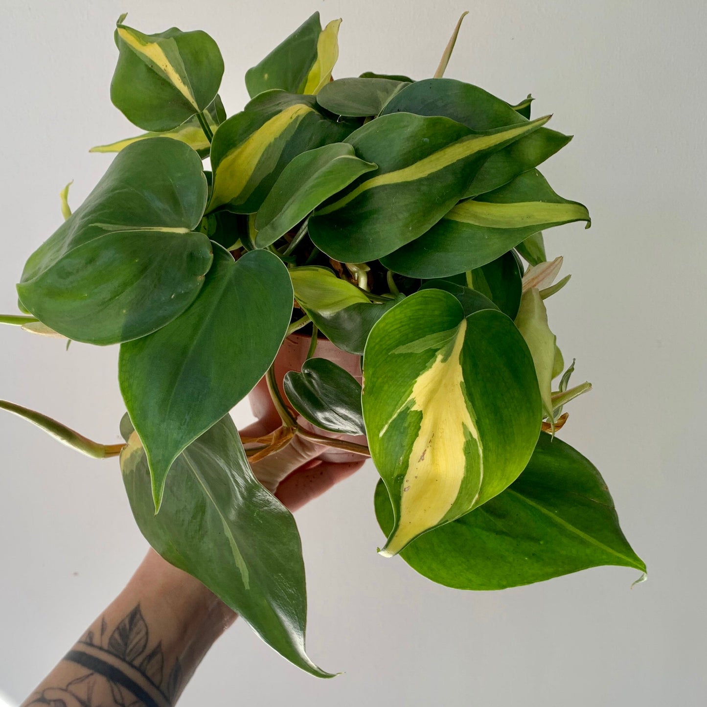 Philodendron  “Brazil” 4”pot