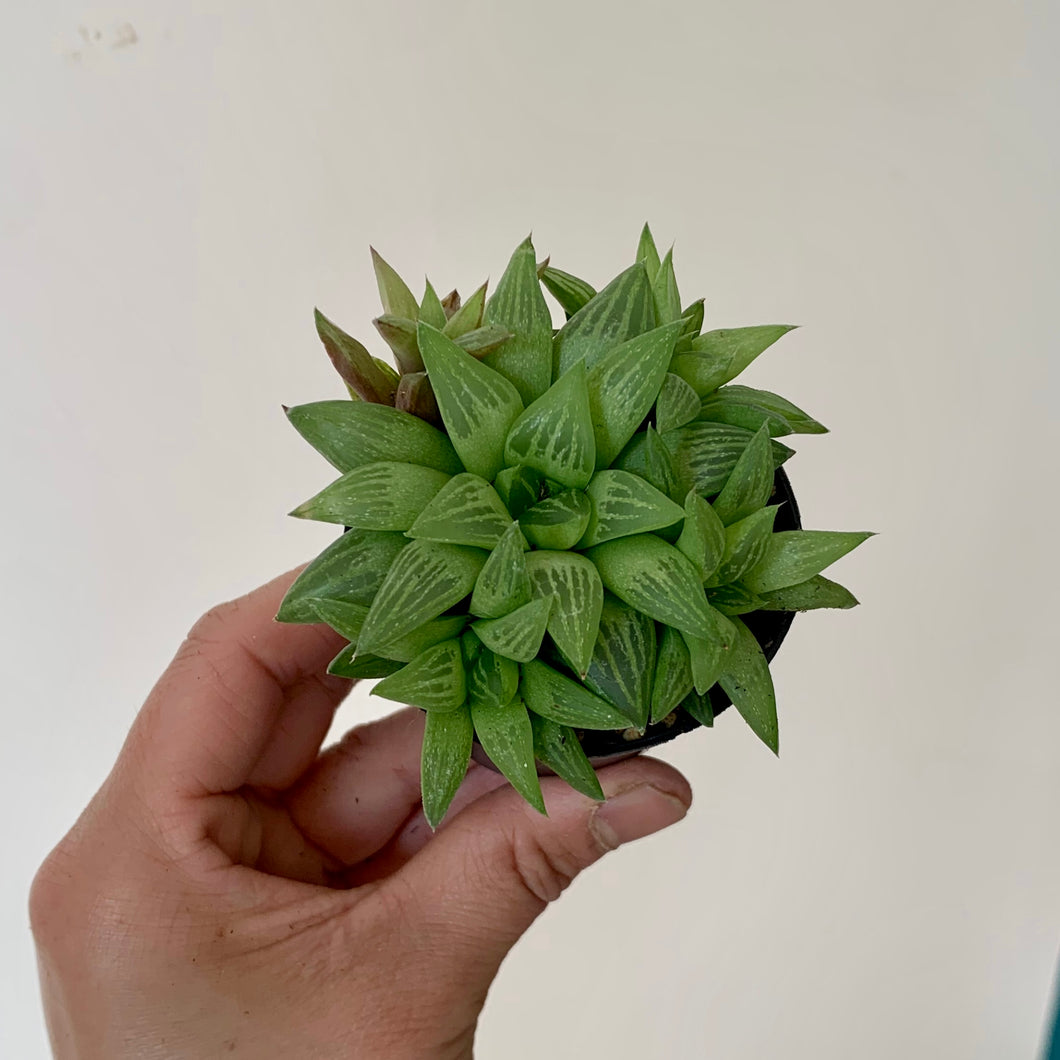 Windowpane Succulent  (Haworthia Turgida) 2.5” pot