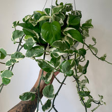 Load image into Gallery viewer, Pothos Pearl and Jade 8” Hanging Basket
