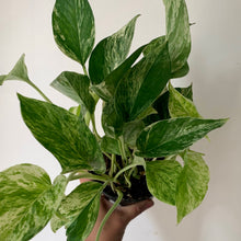 Load image into Gallery viewer, Marble Queen Pothos 5” pot
