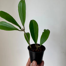Load image into Gallery viewer, Hoya Erythrina long leaf 3”pot
