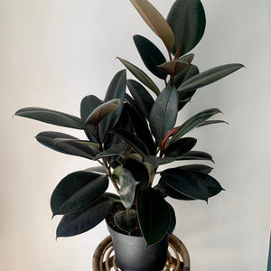 Burgundy Rubber Fig (Ficus Elastica) approximately 3ft tall in 9" pot