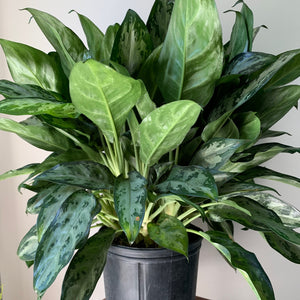 Aglaonema “Mystic Marble” 10” pot