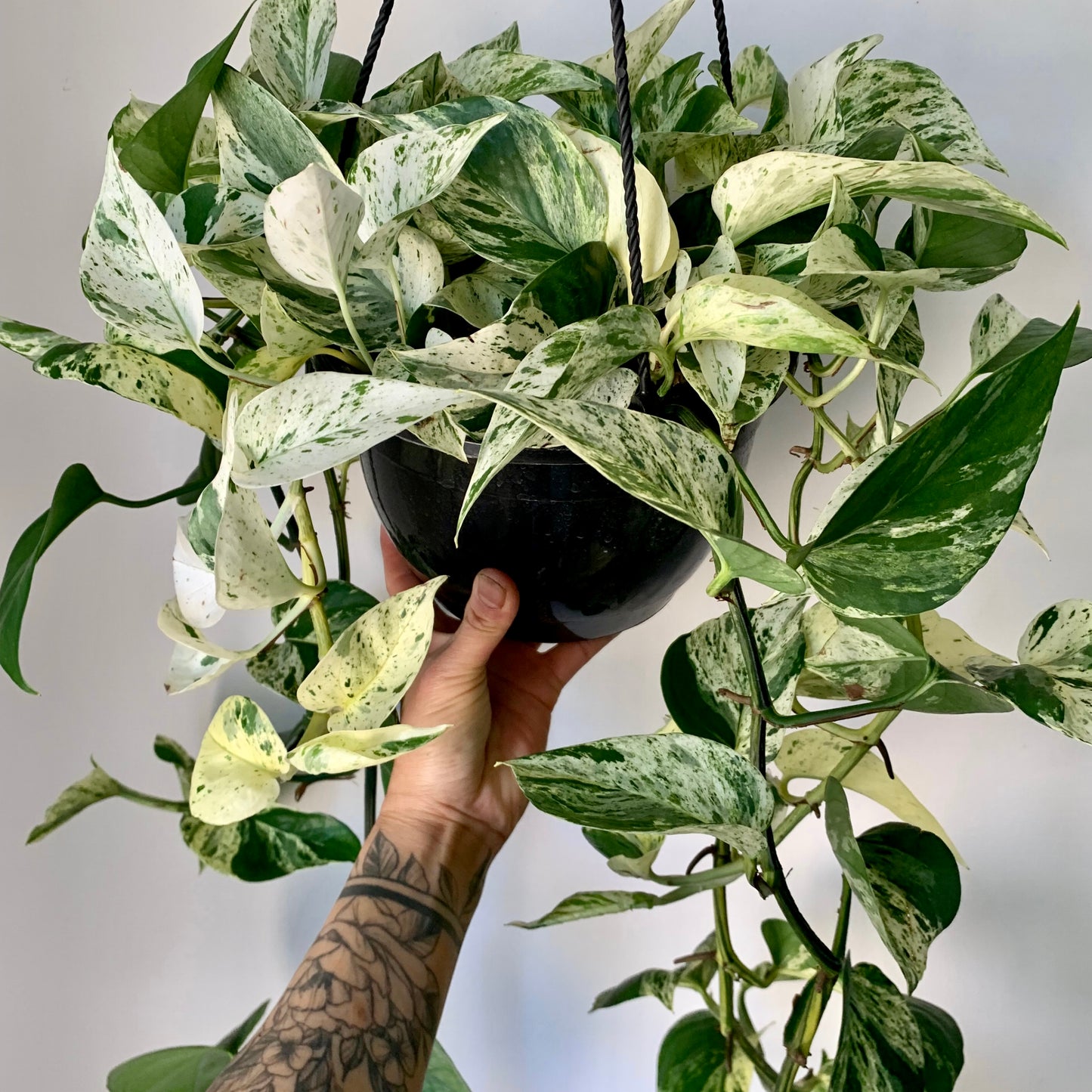 Pothos “Marble Queen 8” hanging basket