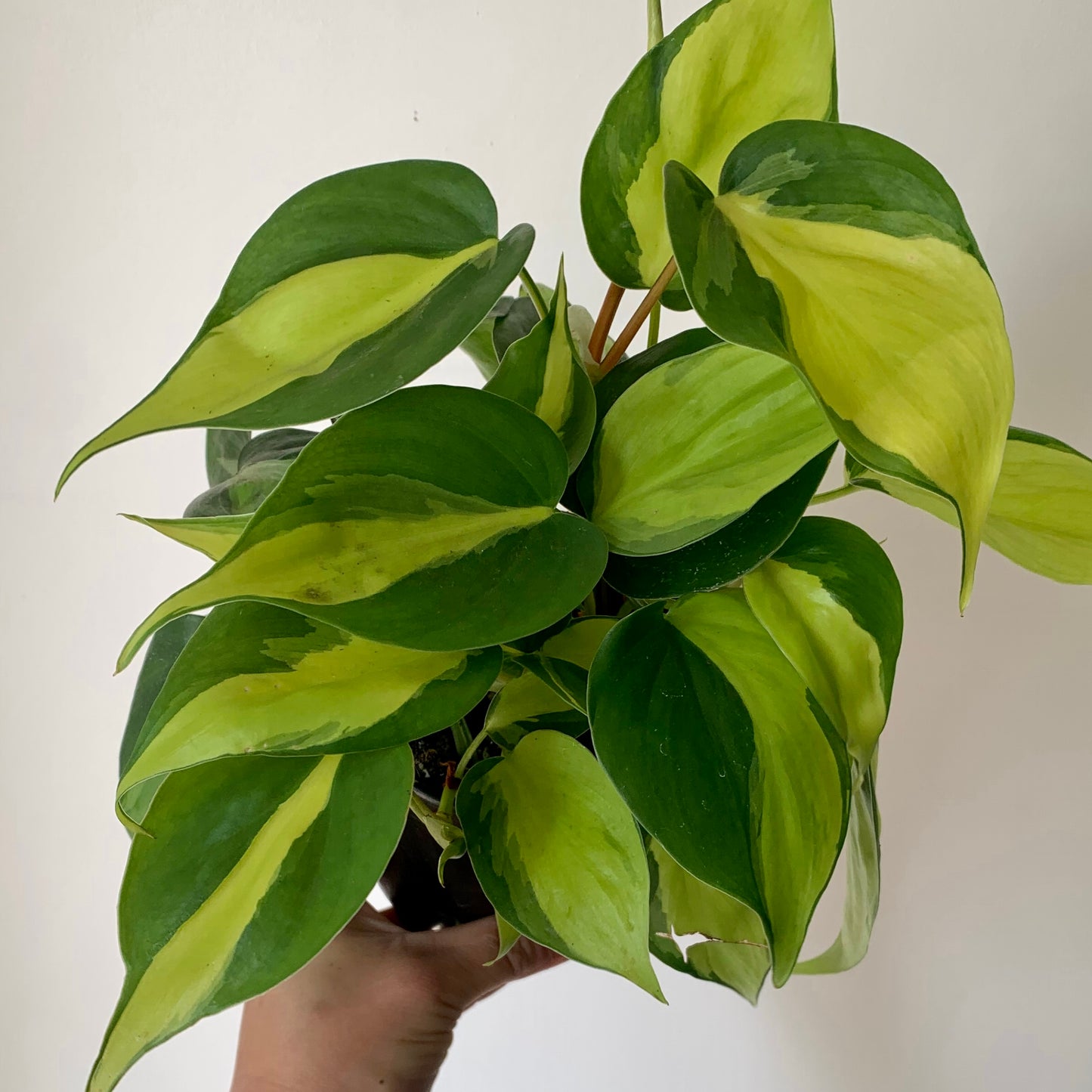 Philodendron  “Brazil” 4”pot