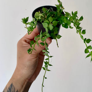 Dischidia “Million Hearts” Ruscifolia Green 2.5"pot
