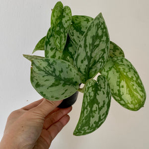 Scindapsus “Silver Lady" 2.75"’pot