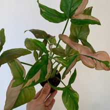 Load image into Gallery viewer, Syngonium Pink Splash 3.5”pot
