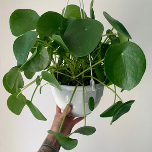 Chinese Money Plant (Pilea Peperomioides) 10” hanging basket