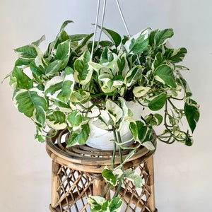 Pothos NJoy 8” hanging basket