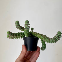 Load image into Gallery viewer, Jade Necklace (Crassula Marnieriana )2.5&quot; pot
