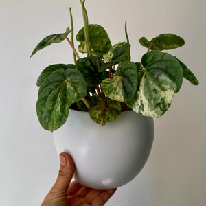 Sphere Decorative Pot  (4.25”x4.5”)