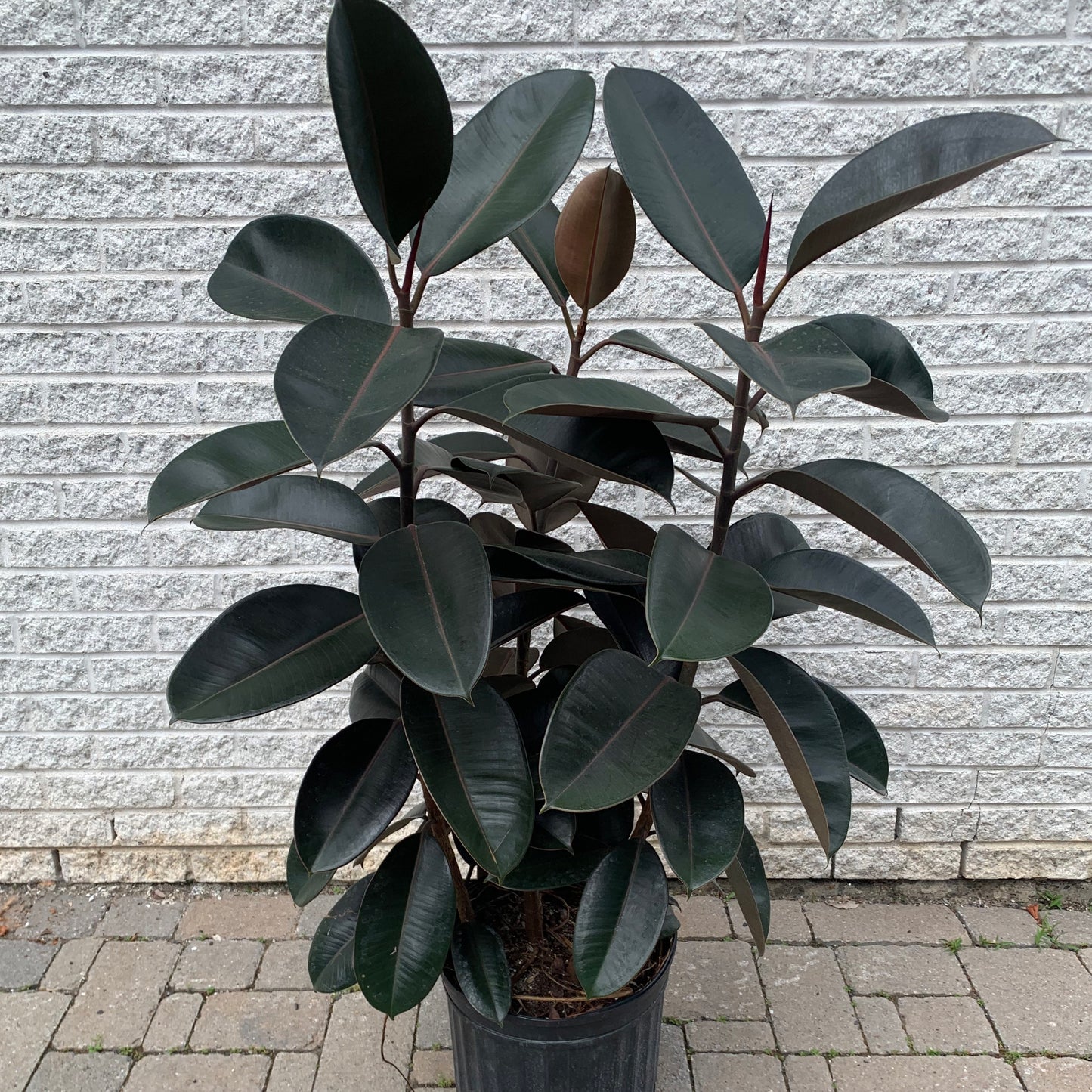 Burgundy Rubber fig Bush (Ficus Elastica) approximately 4ft tall in 10”pot