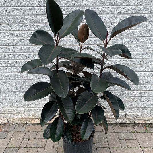 Burgundy Rubber fig Bush (Ficus Elastica) approximately 3ft tall in 10”pot