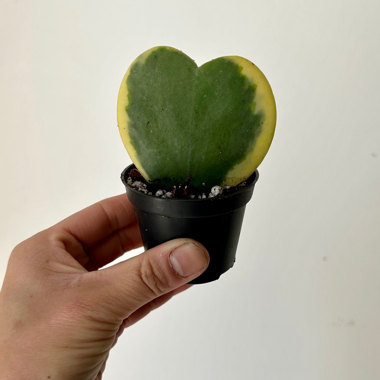 Variegated Sweetheart Hoya (Kerrii)  2.5”pot