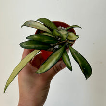 Load image into Gallery viewer, Hoya Wayetii Variegata 2.75”pot
