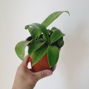 Hoya Merrillii Long Leaf 4”pot