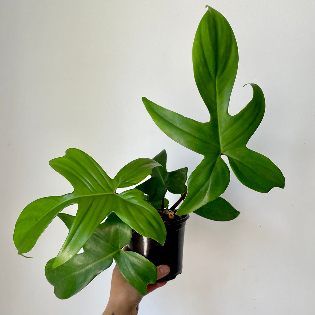 Philodendron Pedatum Red Stem  “Florida Beauty” 5