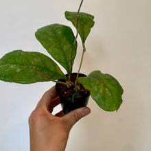 Load image into Gallery viewer, Hoya DeykeaeX 3&quot; pot
