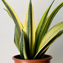 Load image into Gallery viewer, Sanseveria Larubia 6.5&quot; pot
