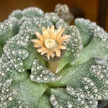 Load image into Gallery viewer, Concrete Leaf Plant (Titanopsis calcarea) 2.5&quot; pot
