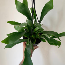 Load image into Gallery viewer, Staghorn Fern  (Platycerium Bifurcatum,) 5”hanging basket
