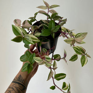 Tradescantia Fluminensis Tricolour 4”pot