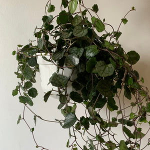 Rosary Heart Trailing Succulent  (Senecio Mikanioides)  6" hanging basket