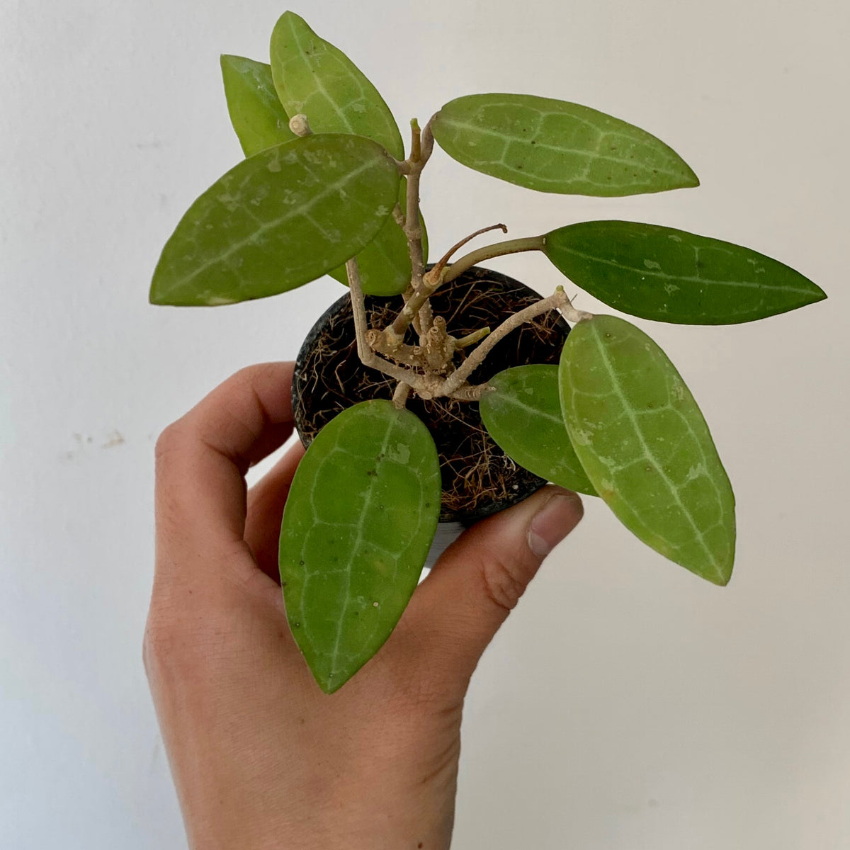 Hoya Elliptica 3" pot House of Plants