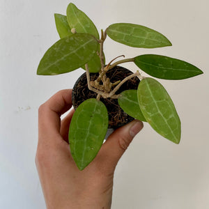 Hoya Elliptica 3" pot