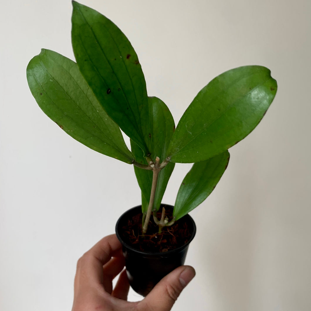 Hoya Erythrina long leaf 3”pot