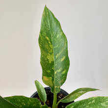 Load image into Gallery viewer, Philodendron &quot;Ring of Fire&quot; “3.5&quot; pot

