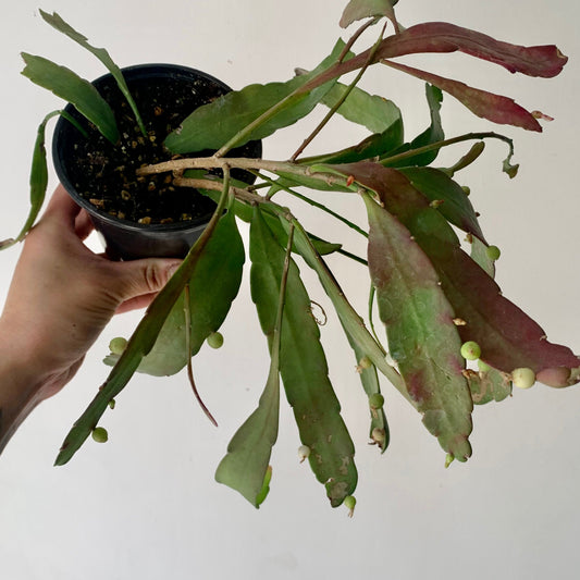 Red Rhipsalis (Pseudorhipsalis Ramulosa) 4” pot