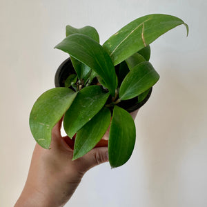 Hoya Merrillii Long Leaf 4”pot