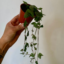 Load image into Gallery viewer, String of Spades (Ceropegia) 2.75”pot
