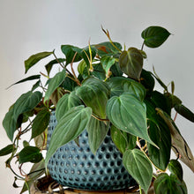 Load image into Gallery viewer, ANNORA DOT DESIGN Planter BLUE (3 sizes available)
