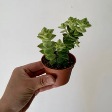 Load image into Gallery viewer, String of Buttons Variegated (crassula perforata) 2.5” pot
