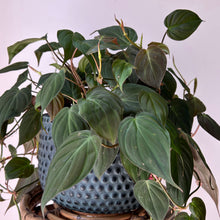 Load image into Gallery viewer, Philodendron “Micans” 8 hanging basket
