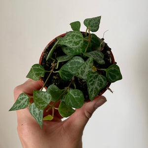 String of Spades (Ceropegia) 2.75”pot
