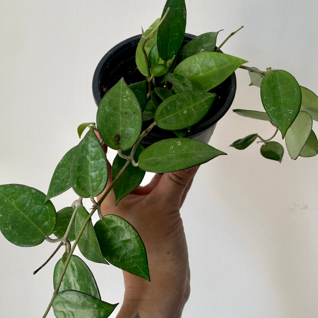 Hoya Parasitica Black Margin 4” pot