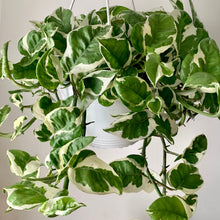 Load image into Gallery viewer, Pothos NJoy 8” hanging basket
