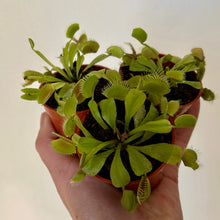Load image into Gallery viewer, Venus Fly Trap 2”pot
