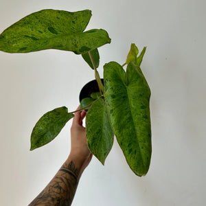 Philodendron "Paraiso Verde" 4"pot