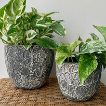 Load image into Gallery viewer, CHRISTABEL  concrete textured decorative pot (4.25”X4”)
